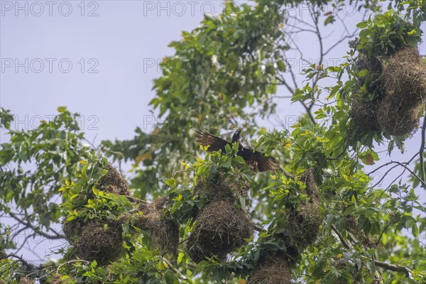 Nests of the montezuma oropendola