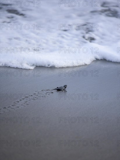 Newly hatched olive ridley sea turtle