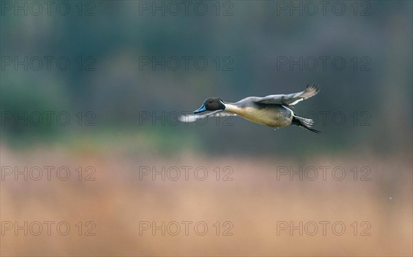 Male of Northern Pintail