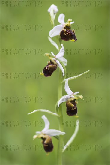 Late spider-orchid