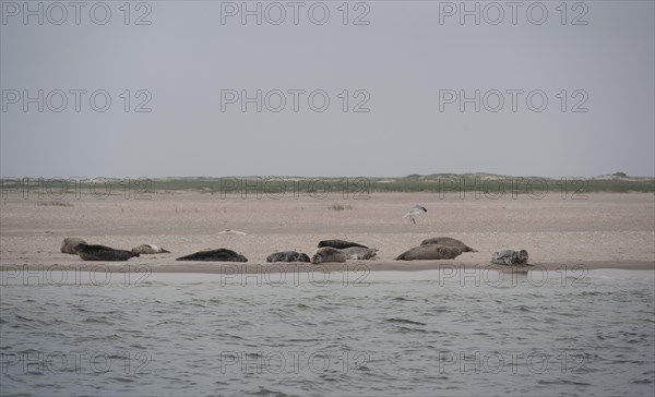 Grey seals