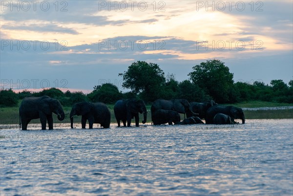 African elephant