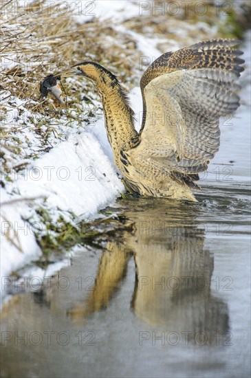 Eurasian bittern