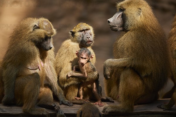 Guinea baboons