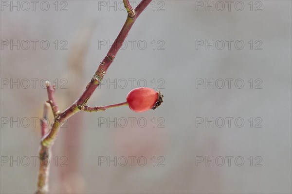 Dog rose