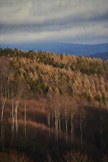 Sunlight on common beech