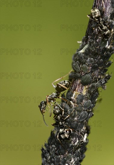 Worker of the horse ant