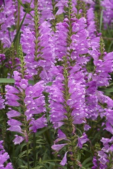 Obedient Plant