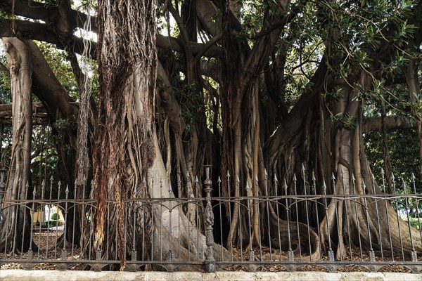 Ficus Macrofylla