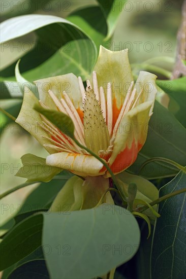 Tulip tree