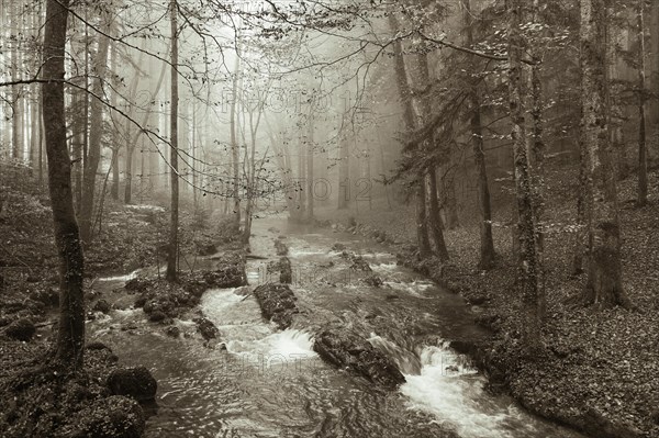 Zellerache flows through autumn forest in morning mist