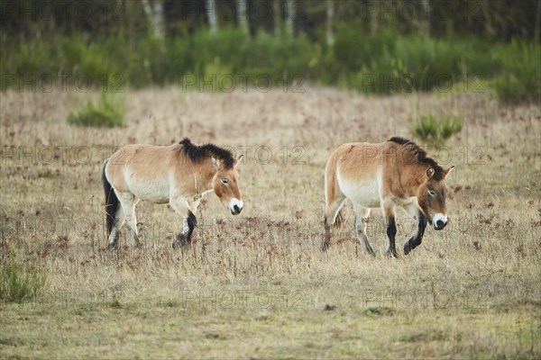 Przewalski's horse