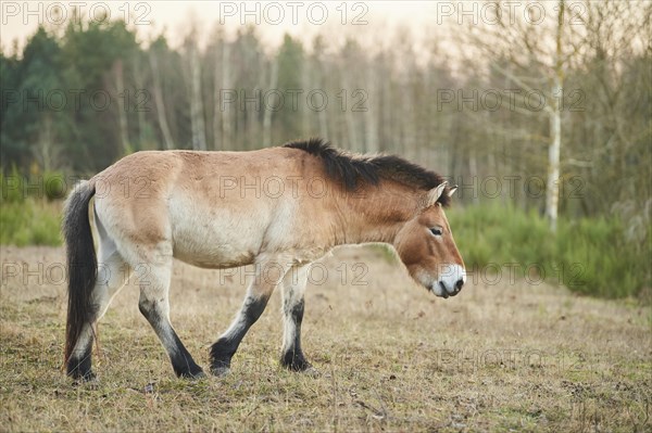 Przewalski's horse