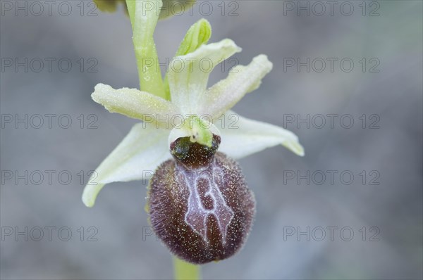 Black ophrys