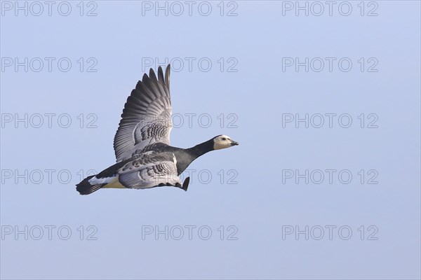 Barnacle goose