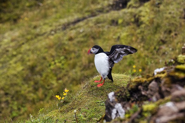 Single puffin