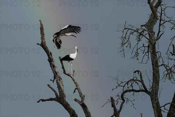 White stork