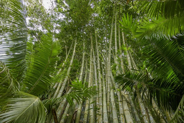 Giant bamboo