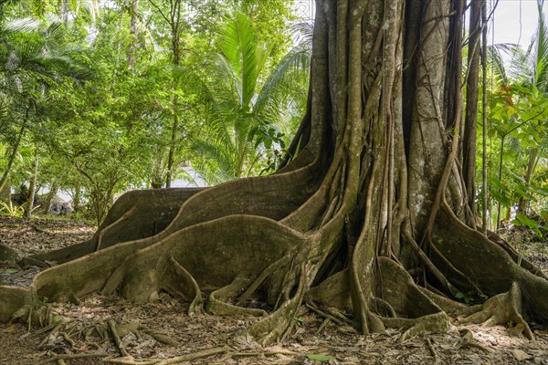 Tree with supporting roots