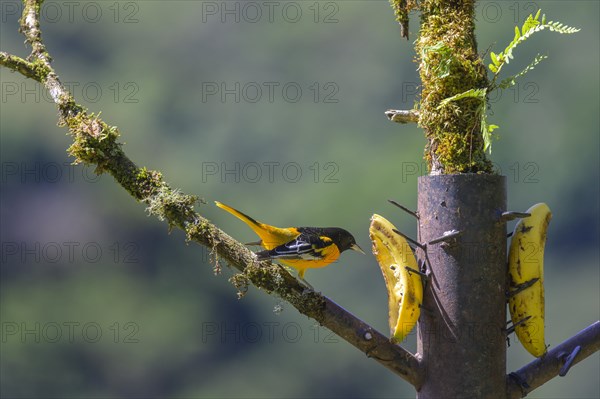 Male baltimore oriole