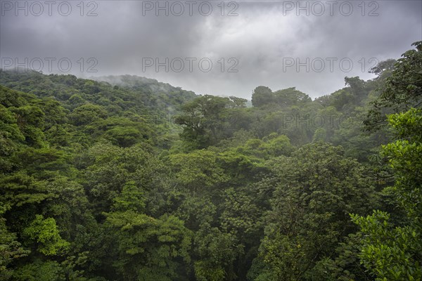 Rainforest in Selvatura Park seen from a suspension bridge