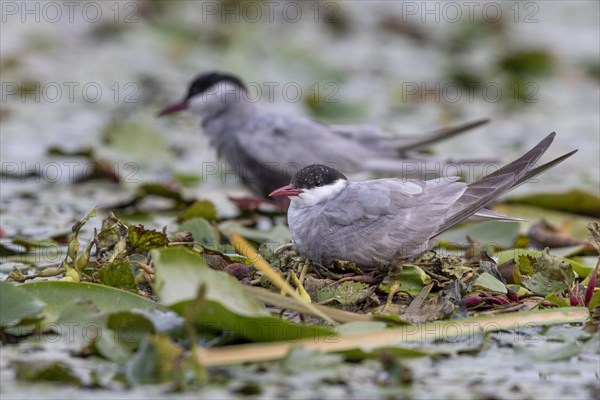 Two White-bearded Terns