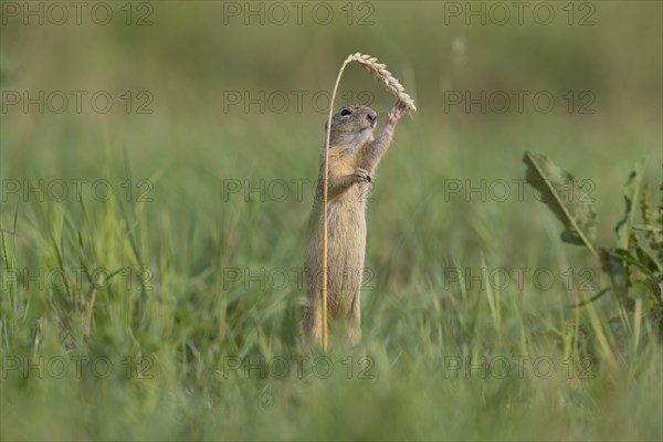 European ground squirrel