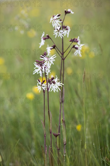 Ragged robin