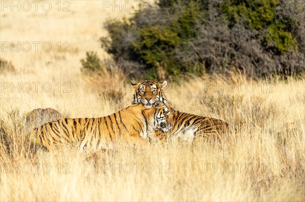 Bengal tiger