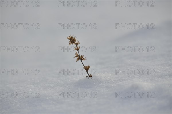 Gypsywort