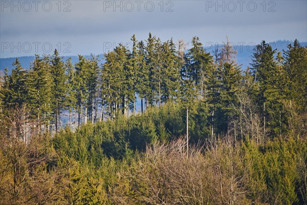 Spotlight from the sun on Norway spruce