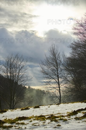 Fog coming up from a vally with trees in front