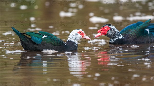 Muscovy Duck