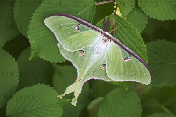 Luna moth