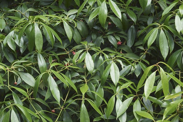 Chinese anise tree