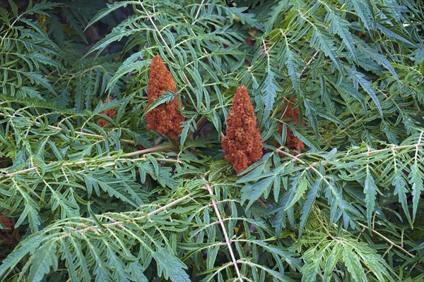 Cut-leaf staghorn sumac