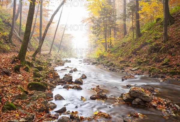 Zellerache flows through autumn forest in morning mist