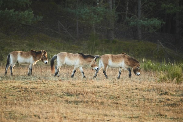 Przewalski's horse