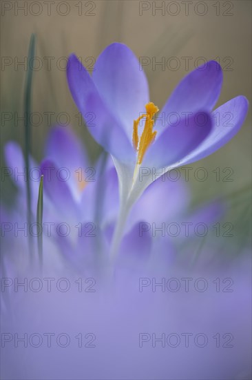 Early Crocus