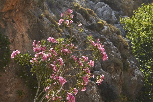 Spring in Crete