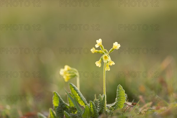 True oxlip