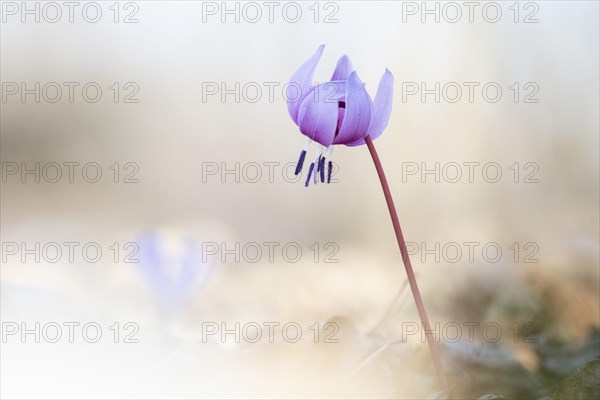 Flowering dog's tooth violet