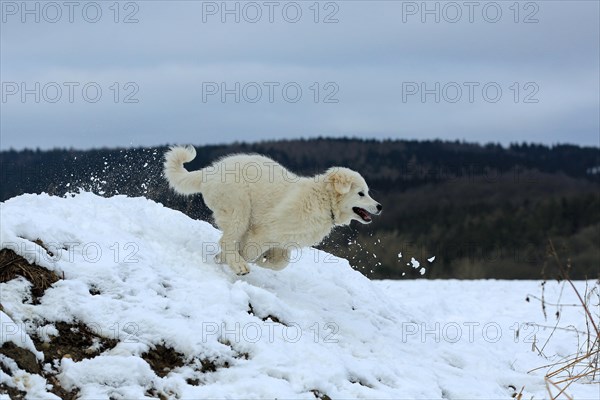 Kuvasz romps in the snow and runs