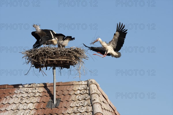 White stork