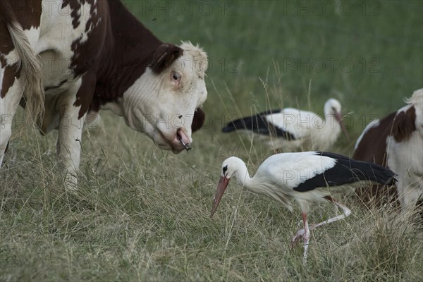 White stork