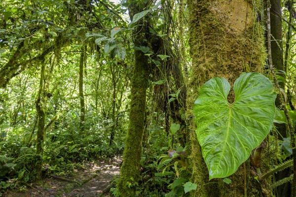 Rainforest in Tapanti National Park