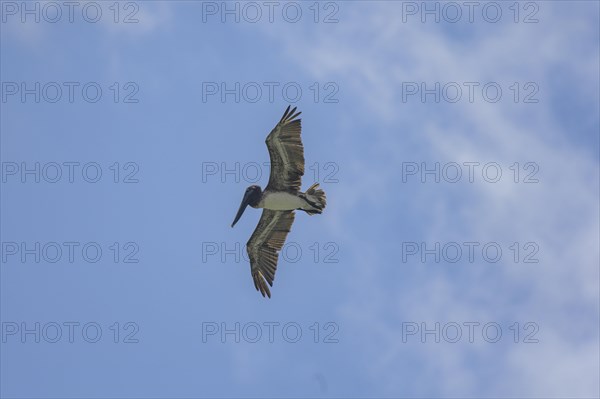 Brown pelican