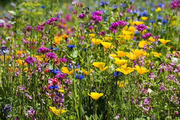 Flower meadow for insects