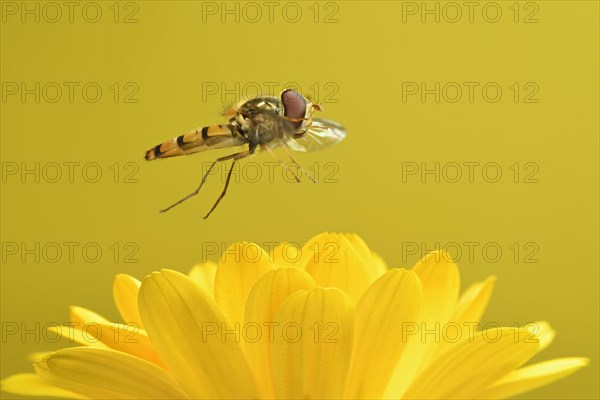 Marmalade hoverfly