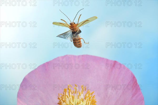 Red fly beetle